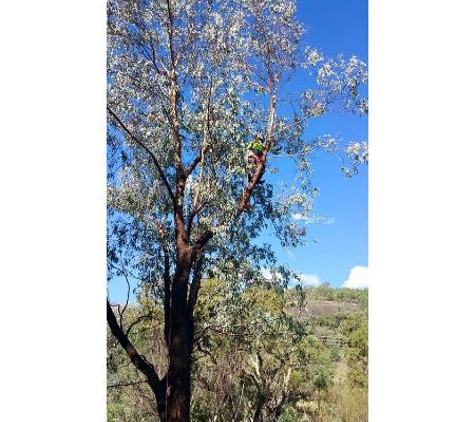 Bell's Tree Service - Wallamore, NSW
