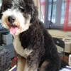 Dandy Dog Pet Parlor gallery