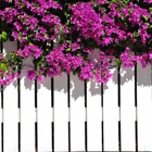 Yoder's Vinyl Fencing