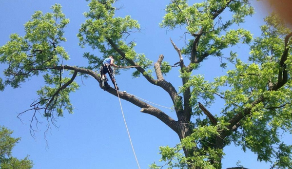 Bayer Tree Service - Swanton, OH