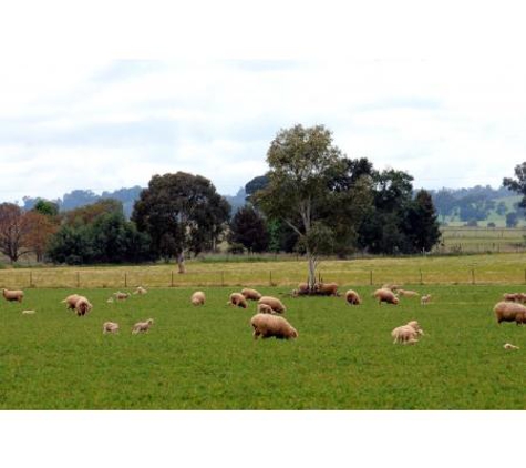 Rural Management Strategies Pty Ltd - Cootamundra, NSW