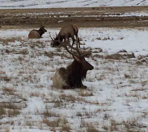 National Elk Refuge - Jackson, WY