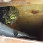 Superior Bee Control