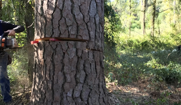 Palmetto Tree Service & Stump Grinding - Columbia, SC