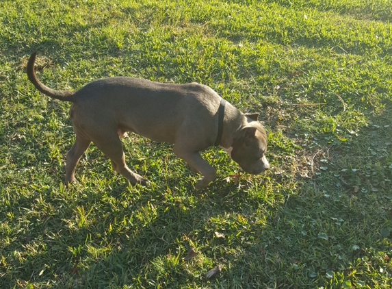 Delhomme Animal Clinic - Breaux Bridge, LA. Gunner