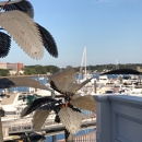 Bay Pointe Marina - American Restaurants