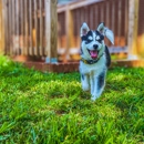Ridgeside K9 Charlottesville - Pet Training