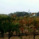 Lone Madrone Winery