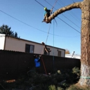 Primetime Pruning - Tree Service