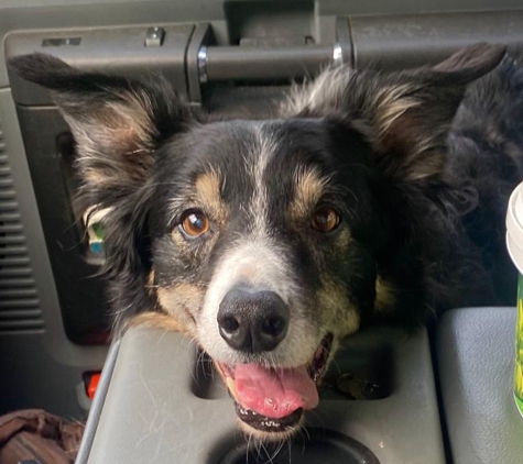 Animal Emergency & Referral Center - Fort Pierce, FL. The Bandit Boy (those eyes, even with ticks)