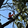 Blooma Tree Experts gallery