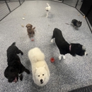 Your Dog's Best Days - Pet Services