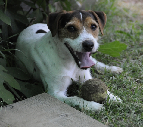 Pawsitive Training Center - Anderson, CA