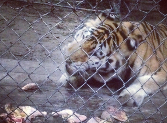 Catty Shack Ranch Wildlife Sanctuary - Jacksonville, FL