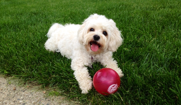 Family Friends Veterinary Hospital and Pet Care Center - Grand Rapids, MI. Willow