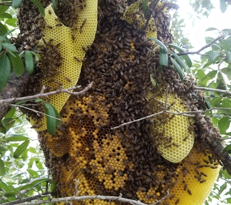 Easy Removal Solutions" Bee Hive Removal " - West Palm Beach, FL