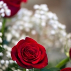 New Smyrna Beach Florist Inc