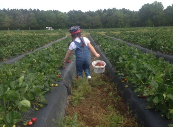 Cottle Strawberry Farm - Columbia, SC