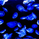 Nautilus Aquatics LLC - Lake & Pond Construction