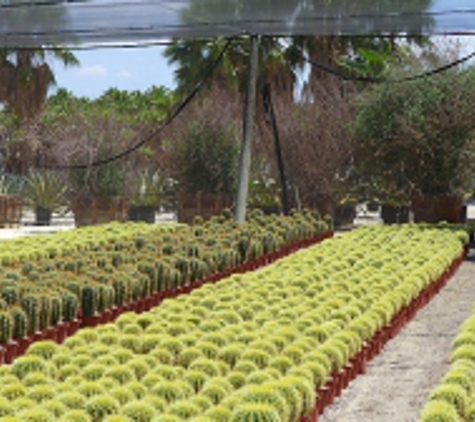 Roadrunner Tree Farm & Casa Del Zorro Nursery - Borrego Springs, CA