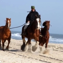 Stable Environment Equine Rehabilitation - Horse Training