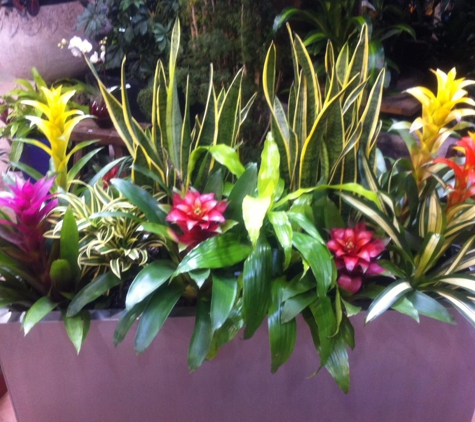 Exotic Plants Ltd. - Sacramento, CA