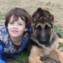 Appleridge German Shepherds - Pet Breeders