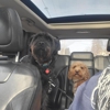 Pawsitive Pet Services gallery