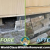 World Class Wildlife Removal & Rodent Remediation gallery