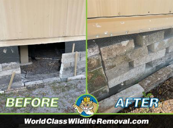 World Class Wildlife Removal & Rodent Remediation - Sarasota, FL