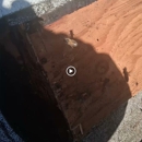 Apa Bee Removal - Relocation Service