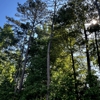 Tree and Green Services gallery