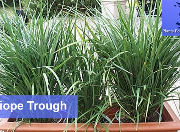 Plants For Hire Pty Ltd - Dingley Village, VIC. Liriope Trough