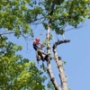 Flores Tree Service gallery