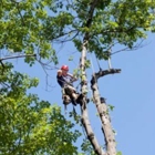 Flores Tree Service