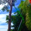 Experienced Tree Service gallery