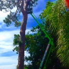 Experienced Tree Service