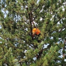 SavATree - Tree Service