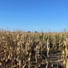 South Texas Maize gallery