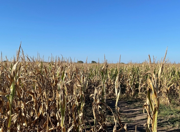 South Texas Maize - Hondo, TX