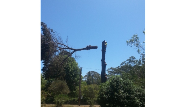 Treebiz Tree Services - Harlaxton, QLD