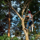 Lafayette Tree Services - Tree Service