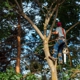 Lafayette Tree Services