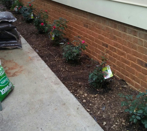 Horton Landscaping - Charlotte, NC. More planting and mulch work