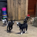 Annabessacook Veterinary Clinic - Veterinarians