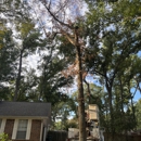 RECON Tree Service - Christmas Trees