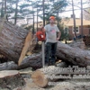 Pridemark Tree Services, LLC gallery