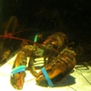 Red Lobster gallery
