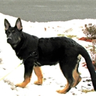 OutBack Kennels Boarding & Training