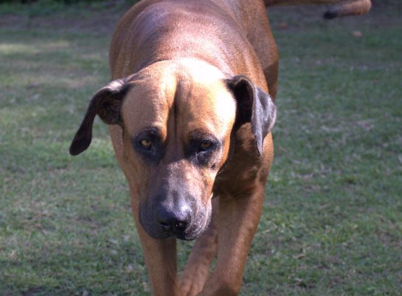 Forever Ours Pet Crematorium - Urangan, QLD. My beautiful Buddy